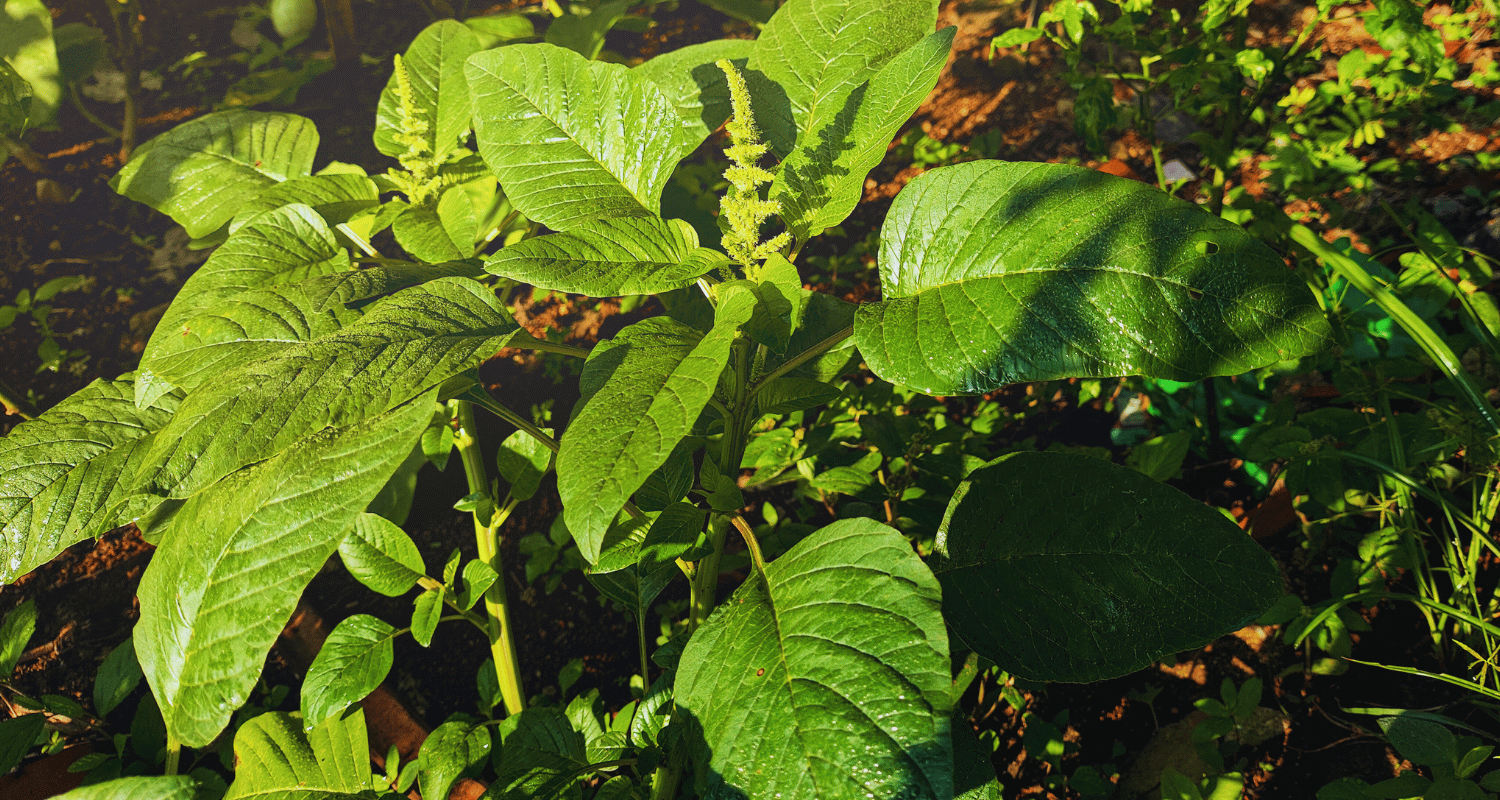 Explore Top Heart Healthy Foods for Better Circulation 3 Spinach, Kale